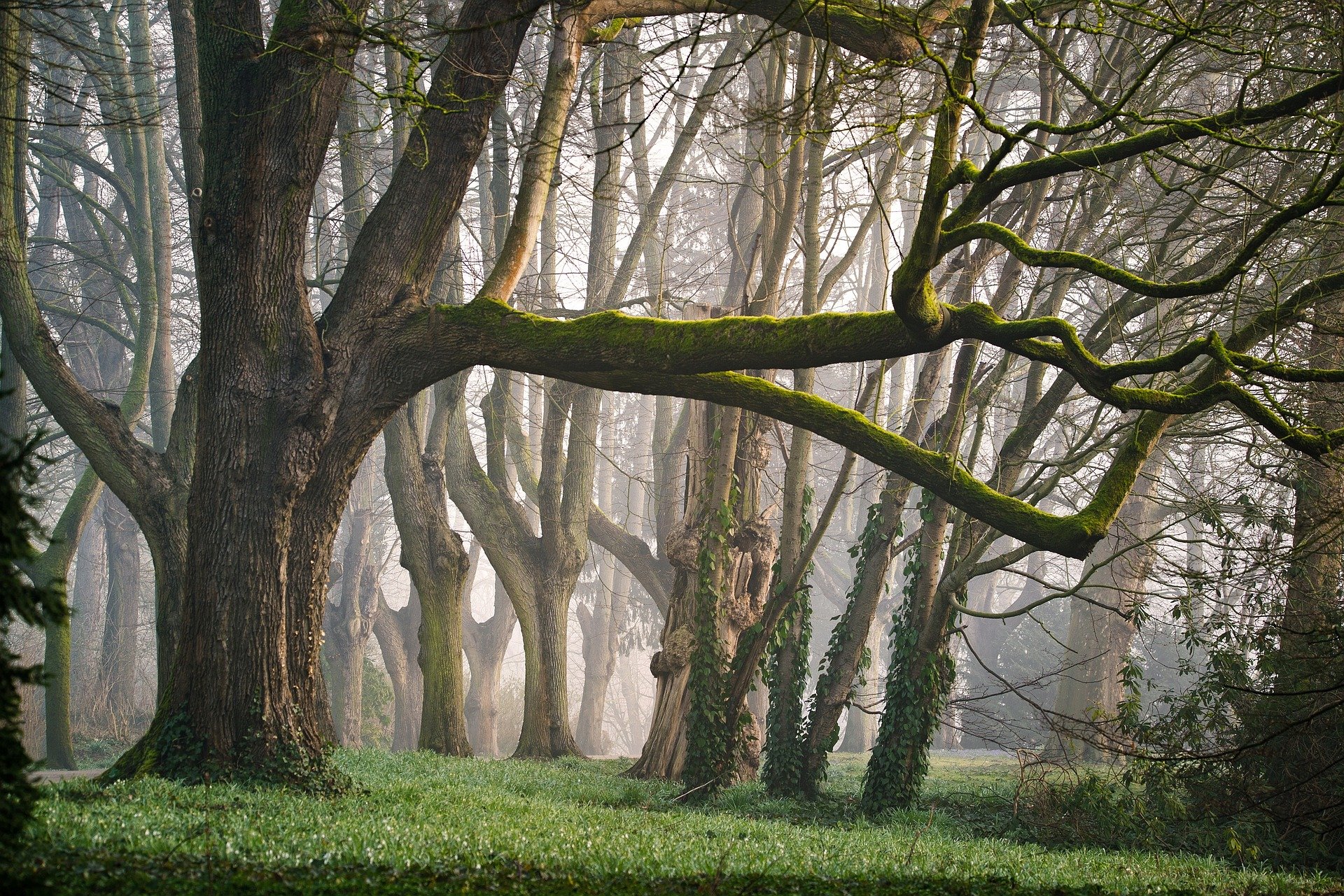De l'arbre à l'ouvrage